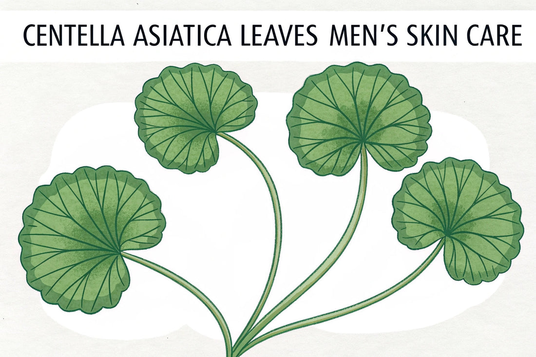 Los beneficios de la Centella Asiática en el cuidado de la piel masculina